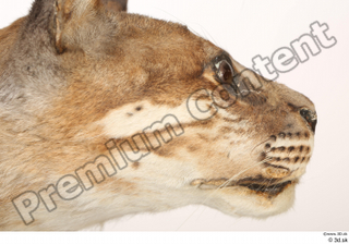 Asian golden cat Catopuma Temminckii cheek eye head mouth 0002.jpg